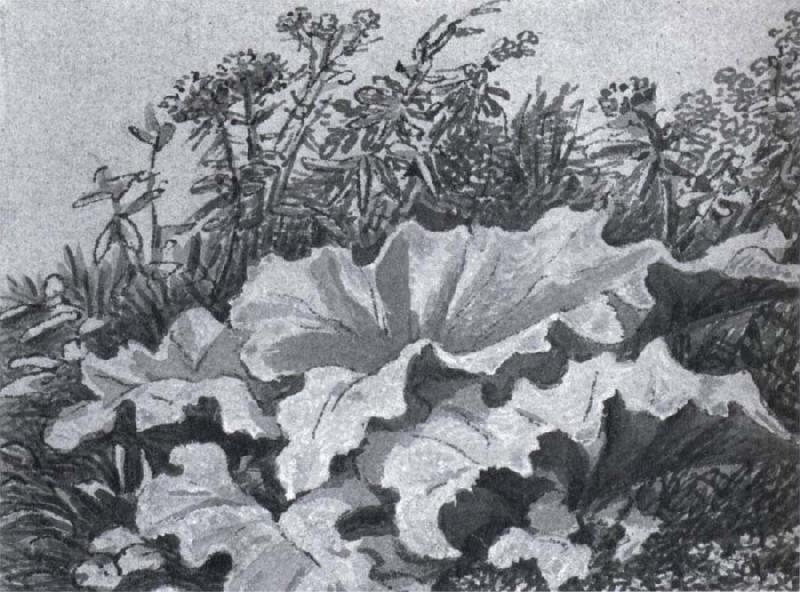 Johann Wolfgang von Goethe Plant study oil painting image